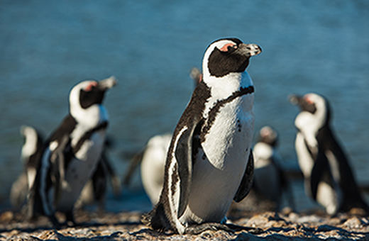 ペンギンの保護活動を支援